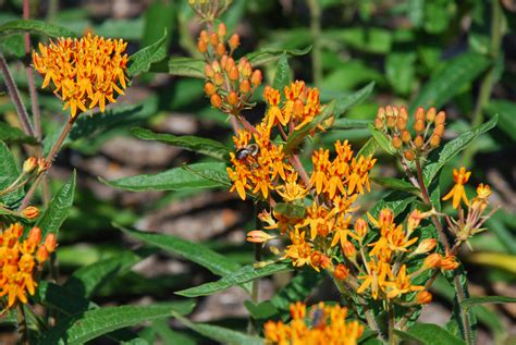 How To Grow Milkweeds | What Grows There :: Hugh Conlon ...