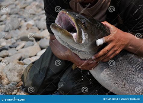 Trophy Fishing on Siberian Taimen on the Taiga River Stock Photo ...