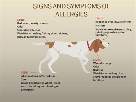 ALLERGIES - Dalton Veterinary Associates