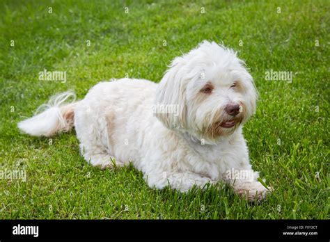 White havanese dog hi-res stock photography and images - Alamy