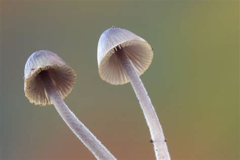 Mycena sp.Mushrooms | High-Quality Nature Stock Photos ~ Creative Market