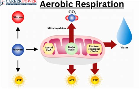 Aerobic And Anaerobic Respiration Diagram