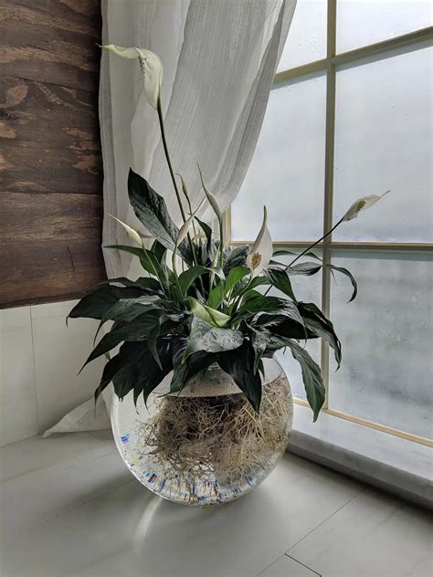 9 Amazing Indoor Plants That Grow In Water