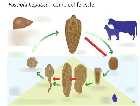 LIFE CYCLE OF FASCIOLA HEPATICA Diagram | Quizlet