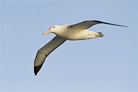 What is the World's Largest Species of Albatross? - WorldAtlas