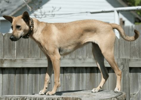 Indian Pariah Dog - India's Most Ancient Dog (BREED GUIDE)