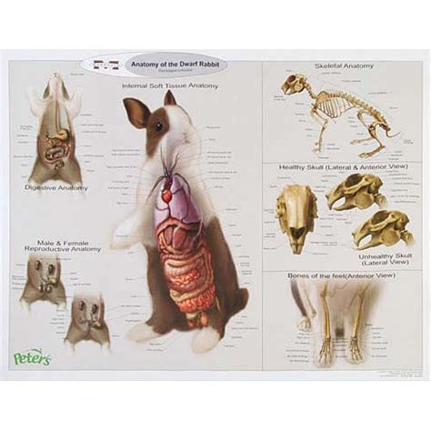 [DIAGRAM] Female Reproductive System Diagram Of A Rabbit - MYDIAGRAM.ONLINE