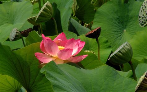 Pink Lotus flower HD wallpaper | Wallpaper Flare