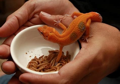 Best Food for Leopard Gecko: Reviews & Guide 2022 - My Life Pets