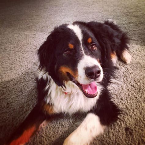 Great Bordernese (Great Pyrenees, Border Collie and Bernese Mountain ...