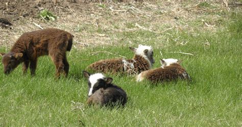 Soay Sheep For Sale – Smoky Buttes Ranch