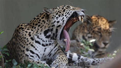 Jaguar Escapes New Orleans Zoo Enclosure, Kills At Least Seven Other ...