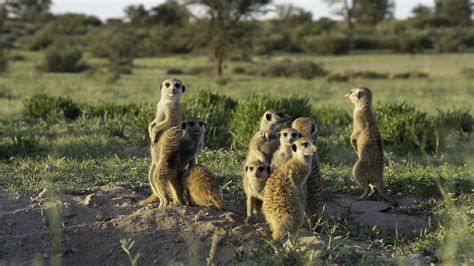 Viewing Guide: What to Know Going into 'Meerkat Manor: Rise of the ...