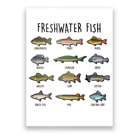 Freshwater Fish - 100 Different Types Poster | TeeShirtPalace