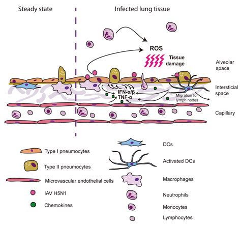 Viruses | Free Full-Text | Innate Immunity to H5N1 Influenza Viruses in ...