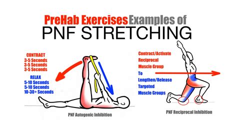 PreHab Exercises - Effective Stretching Techniques - Examples of PNF ...