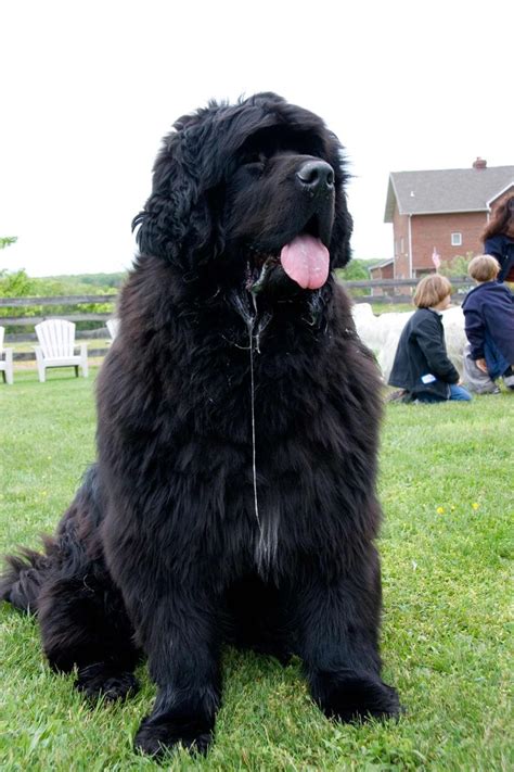 Newfoundland Dog slobber | Newfoundland dog, Newfoundland dog puppy ...