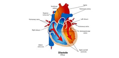 ECG: What Do You Know About Cardiac Cycle? Trivia Quiz | Attempts: 602 ...