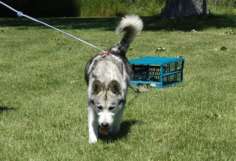 Breed-Specific Dog Training for Malamutes - PetHelpful