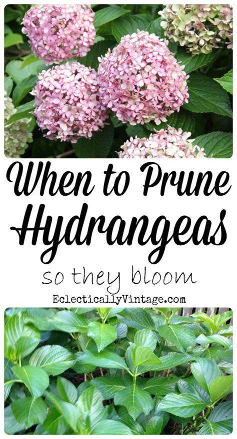 When to Prune Hydrangeas