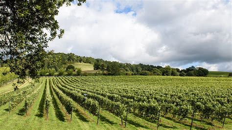 Talk, Tastings & Gardens – Chilworth Manor Vineyard