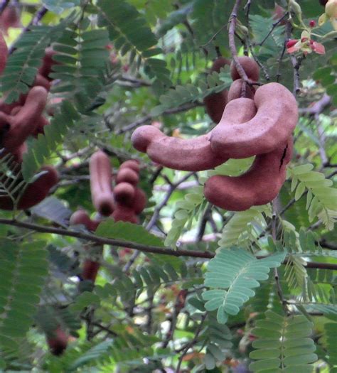 Free photo: Tamarind Fruit Tree - Pod, Trees, Tree - Free Download - Jooinn