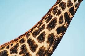 Giraffe: Part 1, Physical Adaptation to their Environment - Whole Earth ...