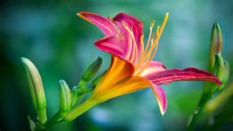 Download Daylily Macro Flower Nature Lily 4k Ultra HD Wallpaper