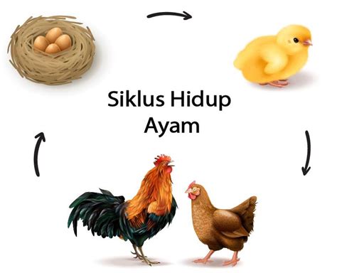 Detail Gambar Siklus Hidup Ayam Koleksi Nomer 3