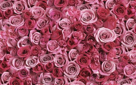 Get inspired with our Pink wallpaper roses collection for your desktop ...