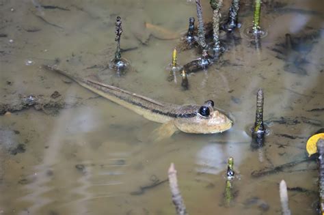 Mudskipper Care and Maintenance | What You Need To Know