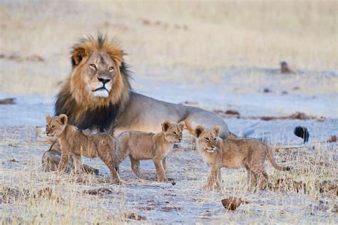 Hwange National Park | Join Up Safaris