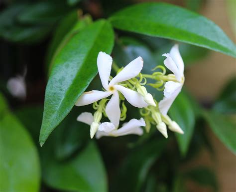 Growing Star Jasmine Vine - How And When To Plant Star Jasmine In The ...