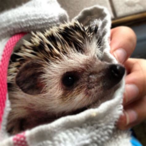 #Hedgehog bath time! | Cute hedgehog, Cute animals, Baby hedgehog