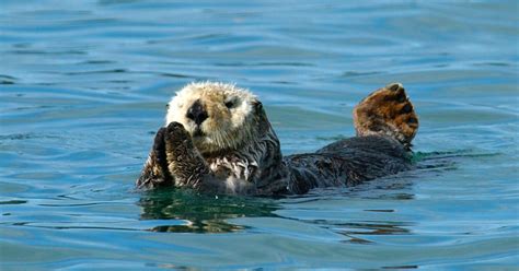 Sea Otter Habitat Range