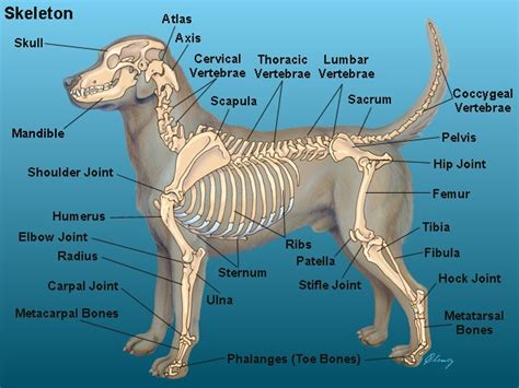 20 Basic Dog Anatomy Facts for Beginners - Healthy Homemade Dog Treats