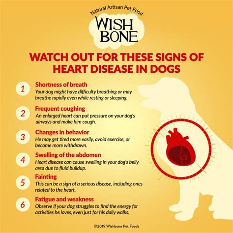 Watch Out for These Signs of Heart Disease in Dogs - Wishbone