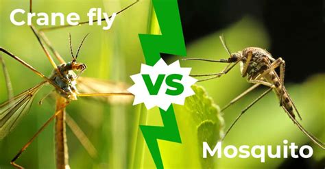 Crane Fly vs Mosquito: 6 Key Differences Explained - A-Z Animals