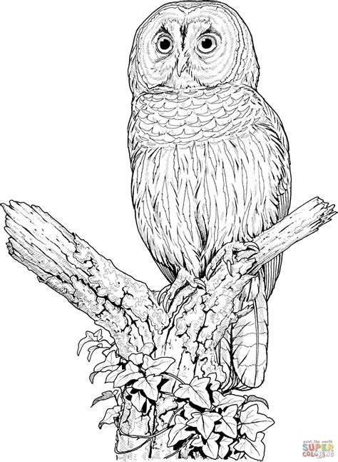 Owl Drawing Tutorial at GetDrawings | Free download