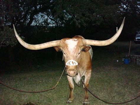 Bevo (mascot)