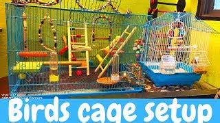 CAGE SETUP| BIRDS CAGE SETUP IDEAS| COCKATIEL CAGE SETUP | Doovi