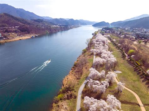 River and the cherry blossom river. Gapyeong, Korea. Any feedback on ...