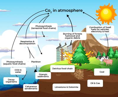 Carbon Cycle - Definition, Steps, Diagram Of Carbon Cycle