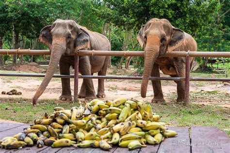 Visiting The Delightful Koh Samui Elephant Sanctuary Thailand