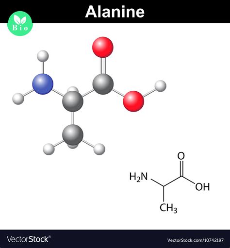 Alanine chemical structure and model Royalty Free Vector