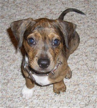 Picture Of A Dachshund: Dachshund Terrier Mix Dogs