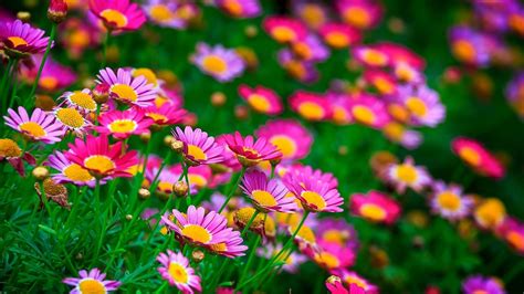 Beautiful Flowers Wallpaper ·① WallpaperTag