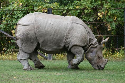 World Rhino Day: Two New Javan Rhino Calves Spotted, Bringing ...