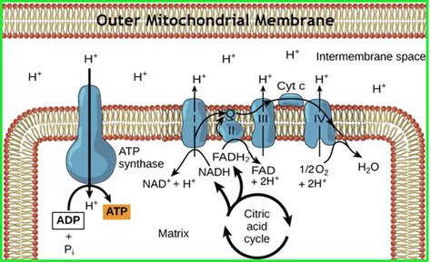 What is the purpose of NADH and FADH2 in aerobic respiration? - Quora