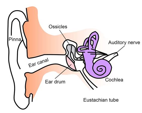 Anatomy Of The Ear